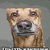 grinfildgd