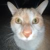 gaby.loves.cats3
