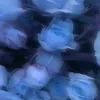 annvk