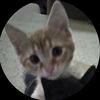 lily28836