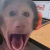gyoneiii