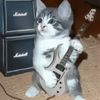 elamordemividalosgatos