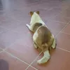 hoa.cu.vui.ve