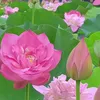 timthuychung_084