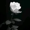user9381411470240