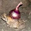 frogonion1