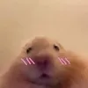 hbear.nguyn