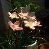 lilycorner14