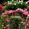 roserose2215