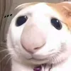 dawghng