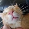 catt.inthehat