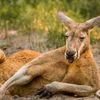 relaxedkangaroo
