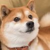 doge_lover06