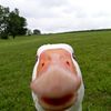 goose_444