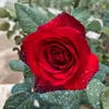 ms.happyfrugal