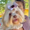 duque_thedog