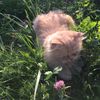 lilia_20919