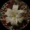 hafsa47190