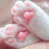 cutestcatpaws