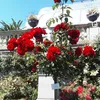 maral_869