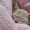 tett_78990