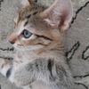 meral.esen7