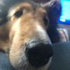 nosedog76