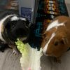 piggiezincrimee