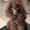Chelsea Poodle Toy
