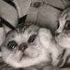 りくちゃん