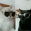 camiquingamer