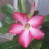 pham.ngoc.tinh87
