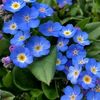 francisca.obando72