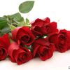 user6300157758161