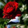 user10386177125183