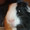 angry.guinea.pig