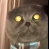 regulareverydaynormalmf8