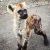 boringrisha