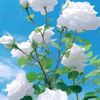 user8310612958594