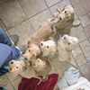 r_u_seriousgoldendooldes