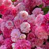 nour.nour5454