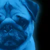 shazowik