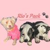 Rio’s Pack 🐾💙💜🩷