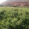 malak.lmodn