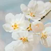 ngan.tuyen079