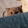 kj_lij