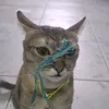 tieumimi.meo