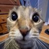 hi.choppa