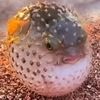 puffy_puffer