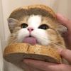 Pet_Catlover_168